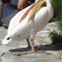 Mykonos Pelican