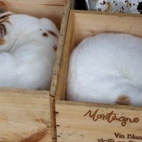 Crates of Cats