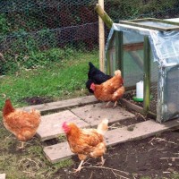 new chooks 2