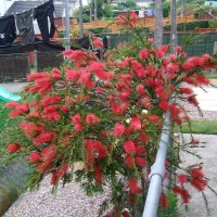 Bottle Brush