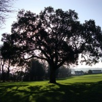 Alverton School Tree