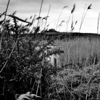 Marshes 04