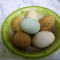 charlottes egg
