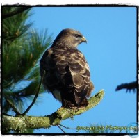 Buzzard in Kenidjack