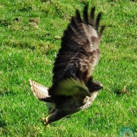 Buzzard in Kenidjack 2