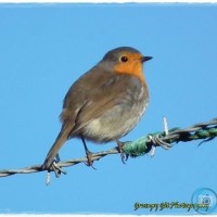 robin in Kenidjack