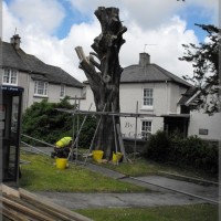 St Clare flats tree, Before it was turned into a work of art