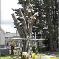 St Clare flats tree, Before it was turned into a work of art