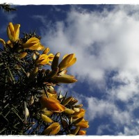 skyward through the gorse