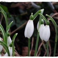 Snow Drops