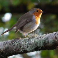 Robin Posing