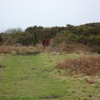 MADRON CARN