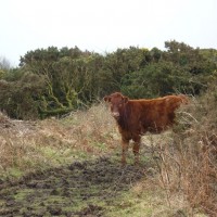 MADRON CARN