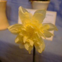 PENZANCE SPRING SHOW - 12MAR2011