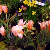 PENZANCE SPRING SHOW - 11-12th MARCH, 2011