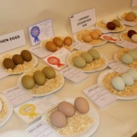 PENZANCE SPRING SHOW - 11-12th MARCH, 2011