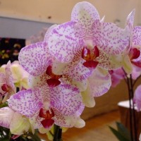 PENZANCE SPRING SHOW - 11-12th March, 2011