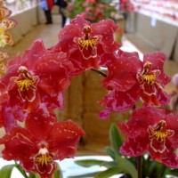 PENZANCE SPRING SHOW - 11-12th March, 2011