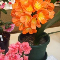 PENZANCE SPRING SHOW - 11-12th March, 2011