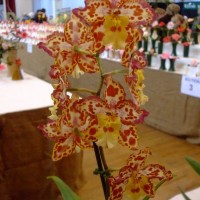 PENZANCE SPRING SHOW - 11-12th March, 2011