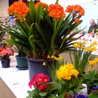 PENZANCE SPRING SHOW - 11-12th March, 2011