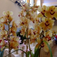 PENZANCE SPRING SHOW - 11-12th March, 2011