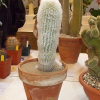 PENZANCE SPRING SHOW - 11-12th March, 2011