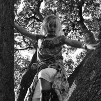 Monkey in the tree