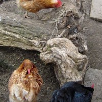 Chickens 02