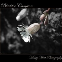 Bladder Campion