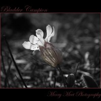 Bladder Campion 2