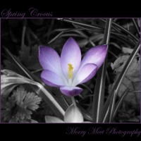 Crocus