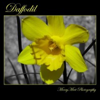 Daff