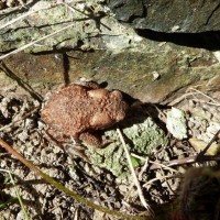 Toad of Penare Gardens