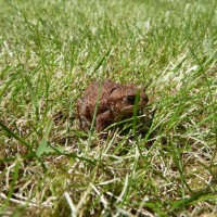 Toad of Penare Gardens