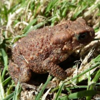 Toad of Penare Gardens