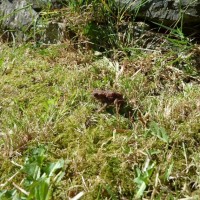 Toad of Penare Gardens