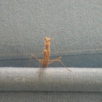 visitor
