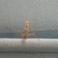 A Mantis came to visit us in our office today.