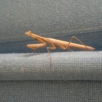 A mantis came a-visiting our office.