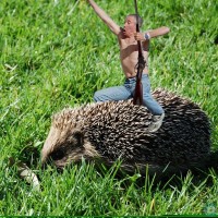 Hedgehog rodeo