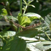 Butterfly sunbathing