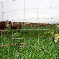 Fence Cows