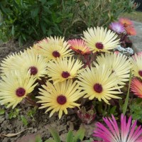 Summery selection: In a Chyandour garden