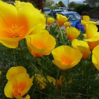 Summery selection: In a Chyandour garden