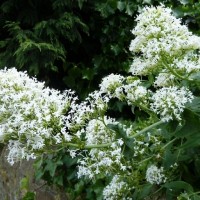 White valerian