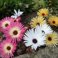 Summery selection: In a Chyandour garden