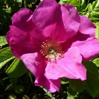 Summery selection: wild rose, the Dunes