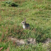 Summery selection: Rabbit, Marazion Marsh