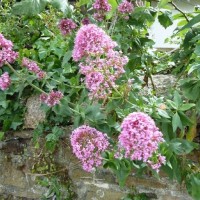 Summery selection: Pink valerian